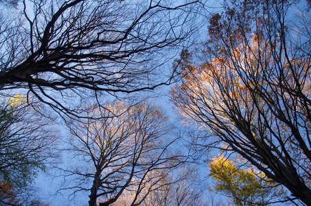 Nature park forest