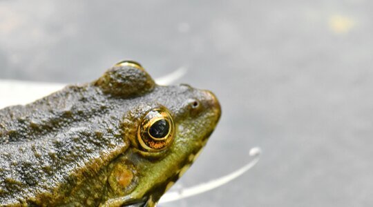 Eye animal amphibian photo
