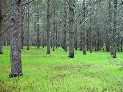 Plantation tree 