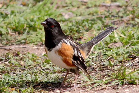Bird earth Passerellidae