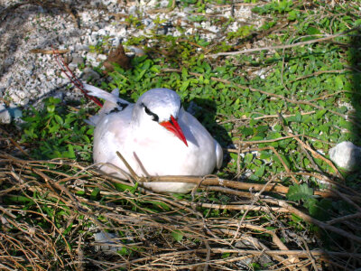 Red-tailed Tropicbird photo