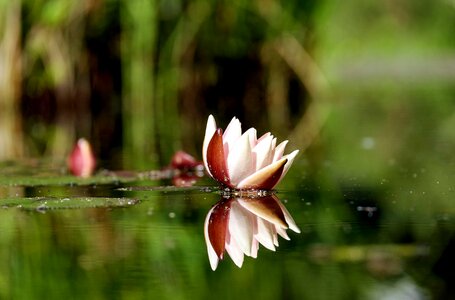 Aquatic beautiful beautiful flowers photo