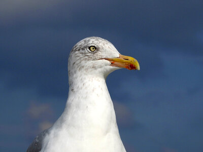 Close-up of seagull head photo