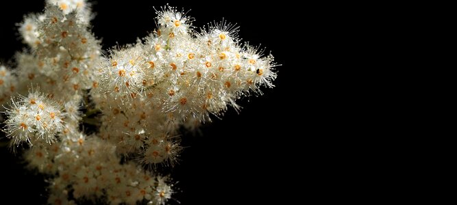 Beautiful Flowers blooming blossom photo