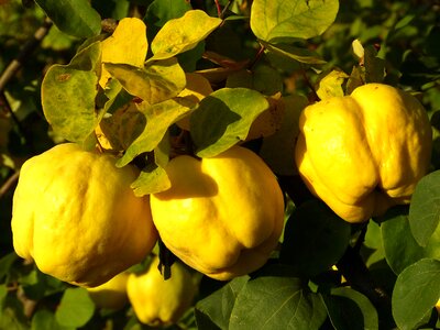 Leaf tree pome fruit photo