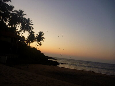 Beautiful Sunset Palm Trees photo