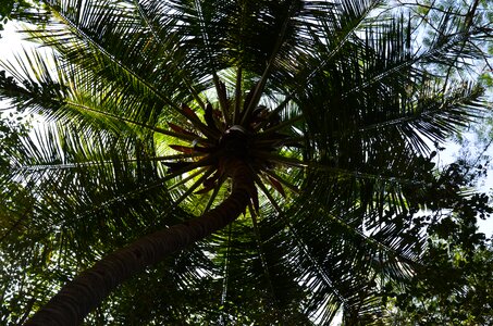 Plant india sunshade photo