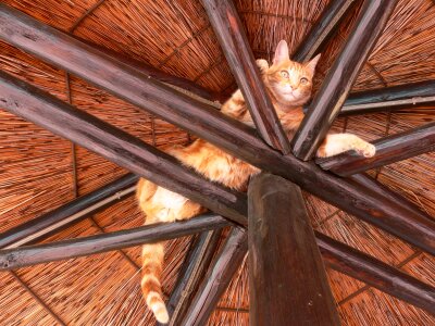 Relax ginger pet