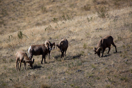 Bachelor group of rams walk a hillside-2