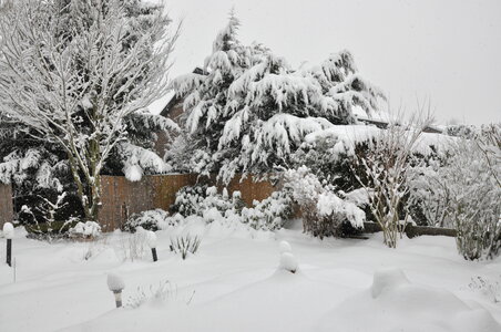 Snowy garden