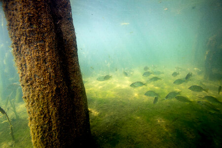 Redear sunfish gather near cypress roots