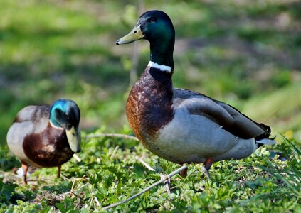 Wild water bird mallard duck