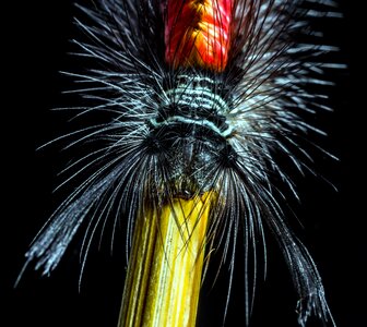 Caterpillar hairy insect photo