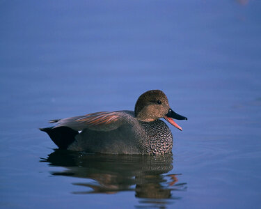 Gadwall-2 photo