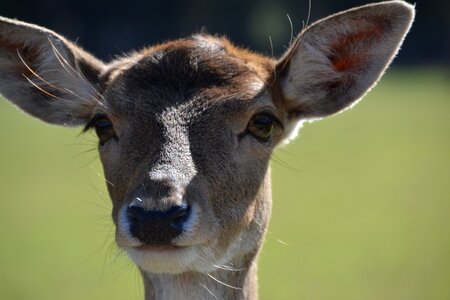 Roe deer wild nature photo