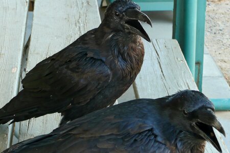 Feathered wildlife corvidae