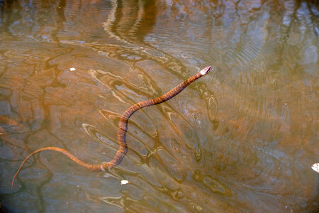 Copperhead snake in the Water