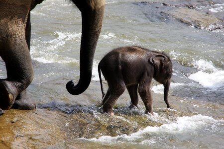 Animal mammals sri lanka photo