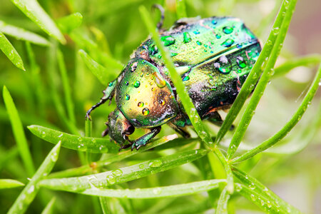 Chafer Beetle photo