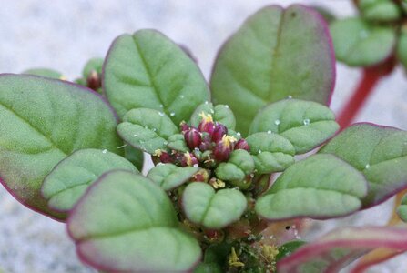 Amaranthus Amaranthoideae bloom 