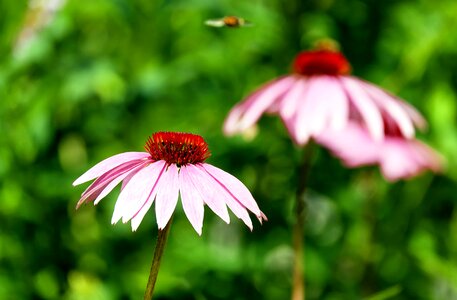 Beautiful Flowers blooming blossom photo