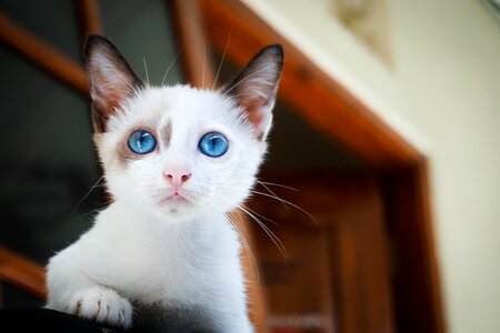 Adorable animal animals