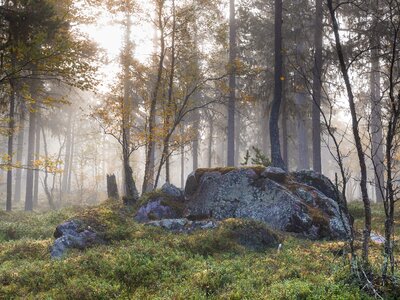 Forest autumn nature photo