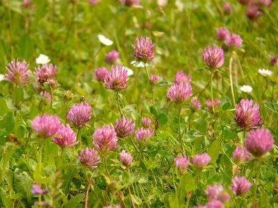 Fodder plant pink meadow photo