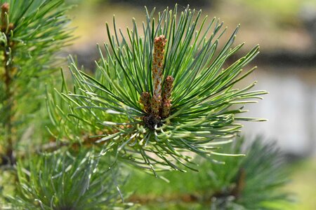 Conifer needle evergreen