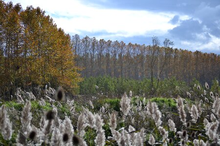 Autumn trees autumn leaves