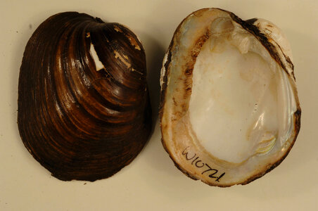 Lampsilis higginsii