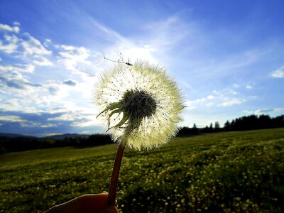 Meadow light free