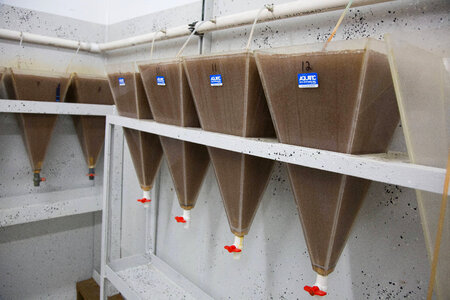 Brine shrimp culture facility