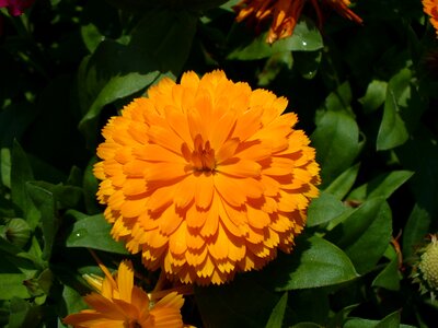 Yellow summer flower photo
