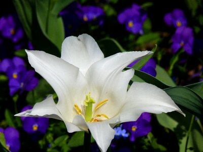 Flower white spring