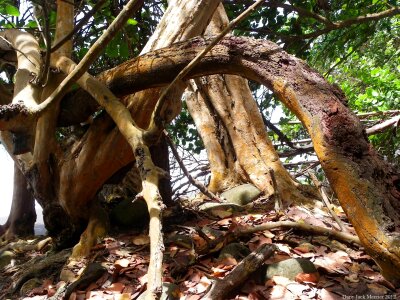 Bark plant natural