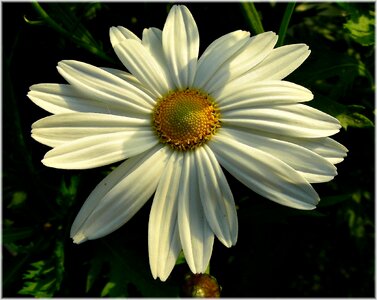 Beautiful beautiful flowers bloom photo