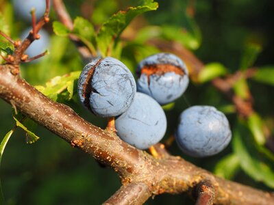 Bush fruit blackthorn