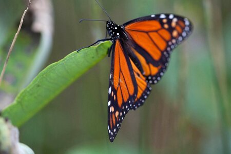 Animal bug butterfly