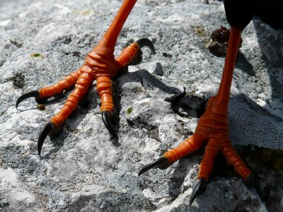 Legs red orange