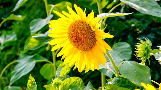 Sunflower nature flowers