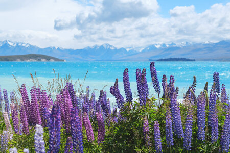 Field of Violet Lupin Flowers on the Shore of Lake Tekapo, New Zealand photo