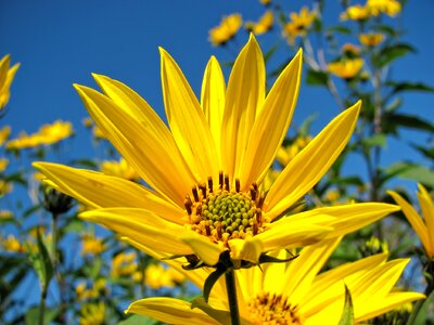 Blossom summer nature photo