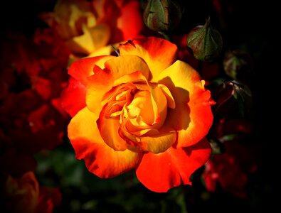 Bloom yellow red