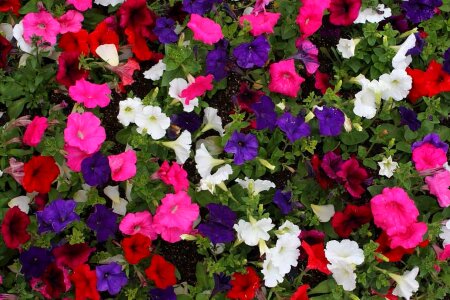 Beautiful Flowers bed biology