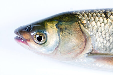 Grass Carp-2