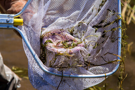 Fish surveys at Bacxa National Wildlife Refuge