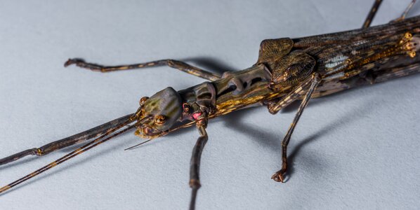 Ghost insect scare close up photo