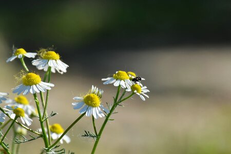 Beautiful Flowers chamomile insect photo