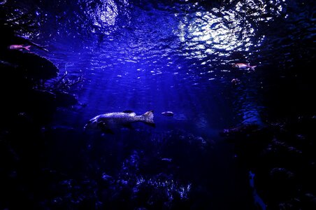 Scuba diving blue deep blue photo